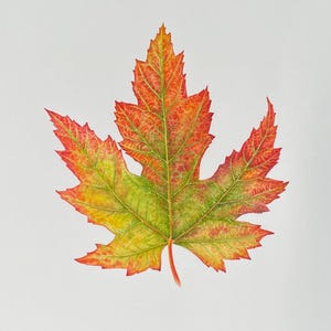 Maple leaf No.2 - Original watercolour. Botanical Painting, Original Artwork, Home Decor, Decorative wall art, Forest leaves, autumn decor