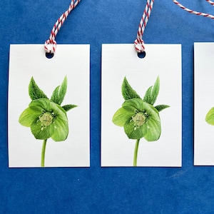 Geschenkanhänger Nieswurz grün. Set von 3 Blumen Tags, handgemachte botanische Etiketten, Geschenkanhänger für Geburtstagsgeschenk, Geschenkanhänger für Briefpapier, Geschenkanhänger