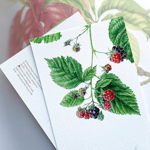 Blackberry, carte postale faite main, cartes de voeux, carte postale, carte d'anniversaire, cadeau d'anniversaire, peinture d'illustration d'aquarelle d'art botanique