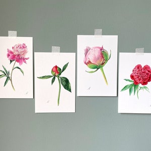 Collection de fleurs de pivoines. Lot de 4 cartes botaniques faites main. cartes de voeux, carte d'anniversaire, cadeau d'anniversaire, beaux-arts, aquarelle