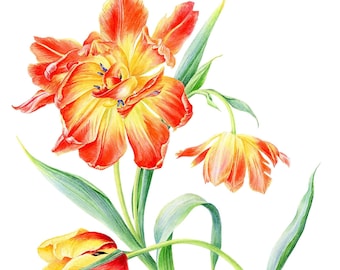 Sunny Tulips. Watercolour painting 50x40cm. Botanical Art, Illustration, Fine Art, Home Decor, Realistic style