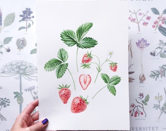 Ilustración de fresa, acuarela hecha a mano, bayas, ilustración botánica, arte botánico, pintura, decoración del hogar, arte mural