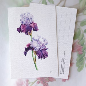 Lila Irisen - Botanische Karte Handgemachte Postkarte, Grußkarten, Postkarte, Geburtstagskarte, Geburtstagsgeschenk Fine Art Realistisch Garten Blumen