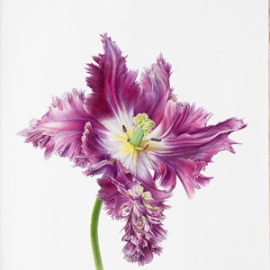 Papagaio Tulipa. Impressão de parede grande. Arte botânica, Edição limitada, Aquarela, Ilustração, Belas artes, Parede decorativa, Estilo realista
