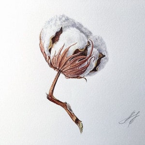 Cotton ball. Fine art Print, Cotton flower picture, Botanical illustration, Home decor, Realistic style, watercolour painting, Nature print