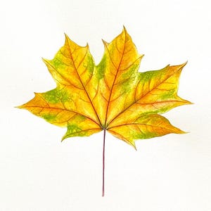 Maple leaf No.1 - Original watercolour. Botanical Painting, Original Artwork, Home Decor, Decorative wall art, Forest leaves, autumn decor
