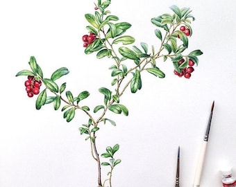 Art watercolor - Cowberry, lingonberry - Handmade, Botanical Art, Painting, Original Artwork Original Painting, Home decor, Realistic style