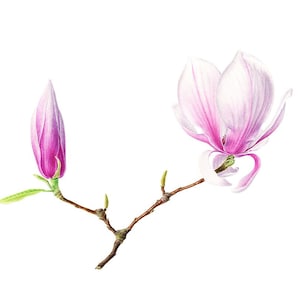 Magnolia Alexandrina - Original art, Watercolour illustration, Wall decor, Wall art, Botanical watercolor, Gift, Spring blossom flowers