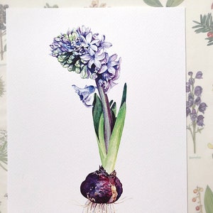 Blue Hyacinth. Flower Print, Hyacinth Art, Wall Art, Fine Art Print, Wall prints floral, flower illustration, Watercolour, gift for her