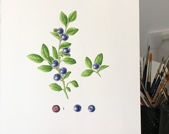 Blueberry Illustration, Handmade art watercolour, Berries, Botanical illustration, Botanical Art, Painting, Home decor, Home decor, wall art