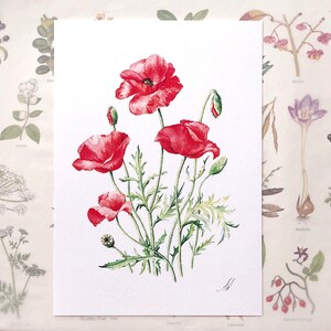 Red Poppies. Botanical Art Print, Flower Painting, red flower illustration, Watercolour, Fine Art, floral wall decor, gardener gift, decor image 2