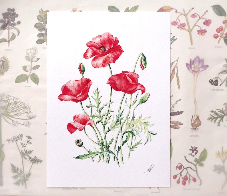 Red Poppies. Botanical Art Print, Flower Painting, red flower illustration, Watercolour, Fine Art, floral wall decor, gardener gift, decor image 2