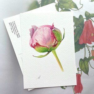 May include: A watercolor painting of a pink peony bud with green leaves and stem. The painting is on a white background.