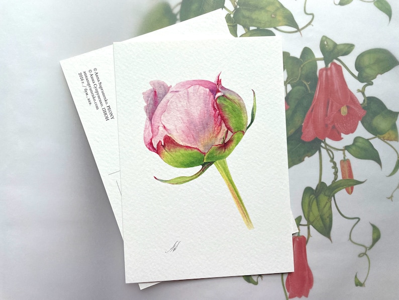 May include: A watercolor painting of a pink peony bud with green leaves and stem. The painting is on a white background.