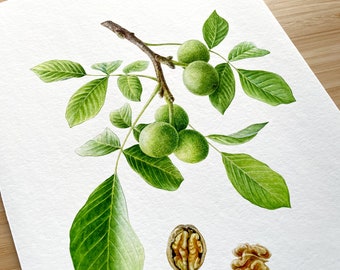 Walnut. Fine art print, Wall prints nuts, Watercolour illustration, Gift for gardener, Wall decor, Kitchen wall art, Handmade print