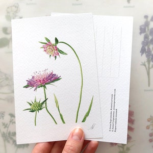 Scabiosa, flor viúva, cartão postal feito à mão, cartões comemorativos, cartão de aniversário, presente de aniversário, ilustração em aquarela de arte botânica
