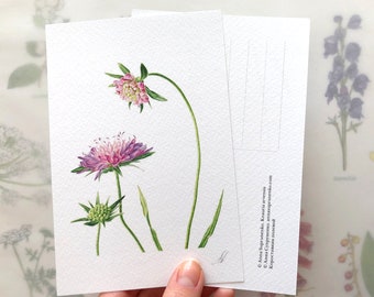 Scabiosa, Widow flower, Handmade Postcard, greeting cards, birthday card, birthday gift, Botanical Art Watercolor Illustration