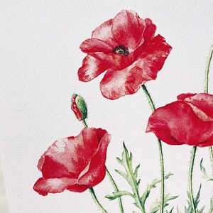 Red Poppies. Botanical Art Print, Flower Painting, red flower illustration, Watercolour, Fine Art, floral wall decor, gardener gift, decor image 7