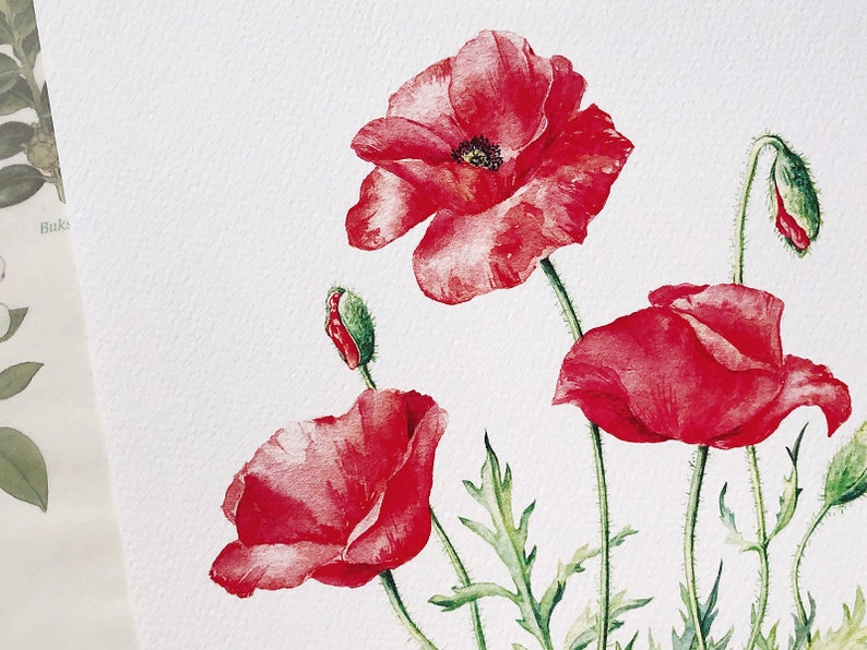 Red Poppies. Botanical Art Print, Flower Painting, red flower illustration, Watercolour, Fine Art, floral wall decor, gardener gift, decor image 7