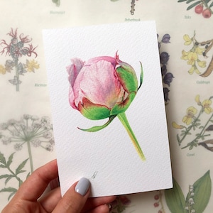May include: A watercolor painting of a pink peony bud with green leaves and stem on a white background.