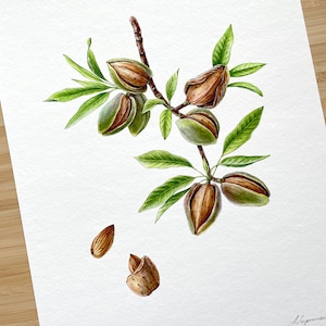 Almond. Fine art print, Wall prints nuts, Watercolour illustration, Gift for gardener, Wall decor, Kitchen wall art, Handmade print