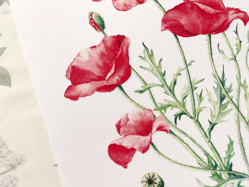 Red Poppies. Botanical Art Print, Flower Painting, red flower illustration, Watercolour, Fine Art, floral wall decor, gardener gift, decor image 9