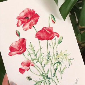 Red Poppies. Botanical Art Print, Flower Painting, red flower illustration, Watercolour, Fine Art, floral wall decor, gardener gift, decor image 6