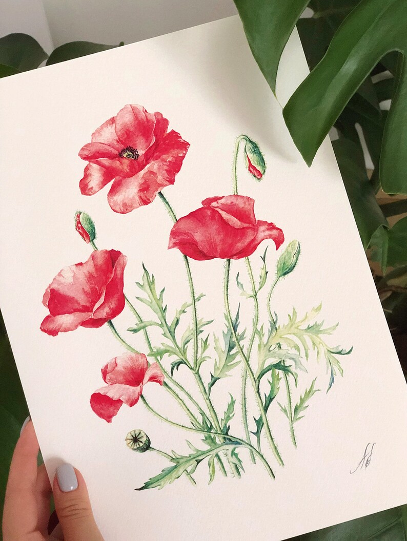 Red Poppies. Botanical Art Print, Flower Painting, red flower illustration, Watercolour, Fine Art, floral wall decor, gardener gift, decor image 6