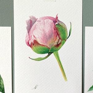May include: A watercolor painting of a pink peony bud with green leaves and stem.