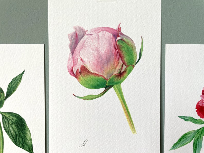May include: A watercolor painting of a pink peony bud with green leaves and stem.