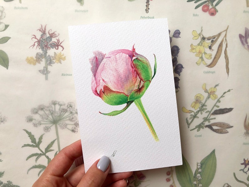 May include: A watercolor painting of a pink peony bud with green leaves and stem. The painting is on a white background.