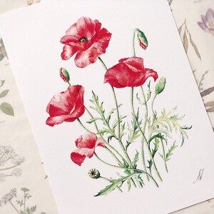 Red Poppies. Botanical Art Print, Flower Painting, red flower illustration, Watercolour, Fine Art, floral wall decor, gardener gift, decor image 5