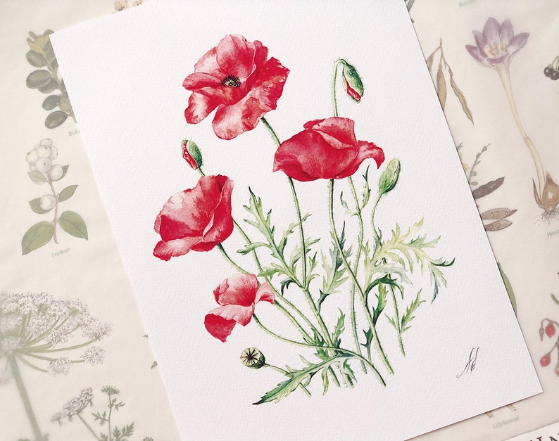 Red Poppies. Botanical Art Print, Flower Painting, red flower illustration, Watercolour, Fine Art, floral wall decor, gardener gift, decor image 5