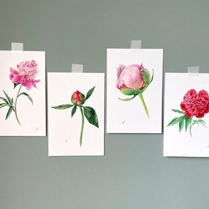 May include: Four watercolor paintings of pink and red peonies on white paper. The paintings are framed and hung on a light green wall.