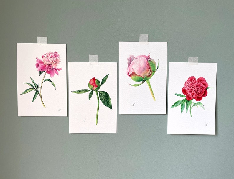 May include: Four watercolor paintings of pink and red peonies on white paper. The paintings are framed and hung on a light green wall.