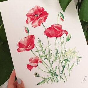 Red Poppies. Botanical Art Print, Flower Painting, red flower illustration, Watercolour, Fine Art, floral wall decor, gardener gift, decor image 1