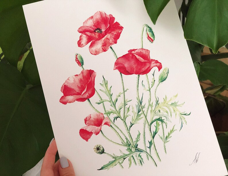 Red Poppies. Botanical Art Print, Flower Painting, red flower illustration, Watercolour, Fine Art, floral wall decor, gardener gift, decor image 1