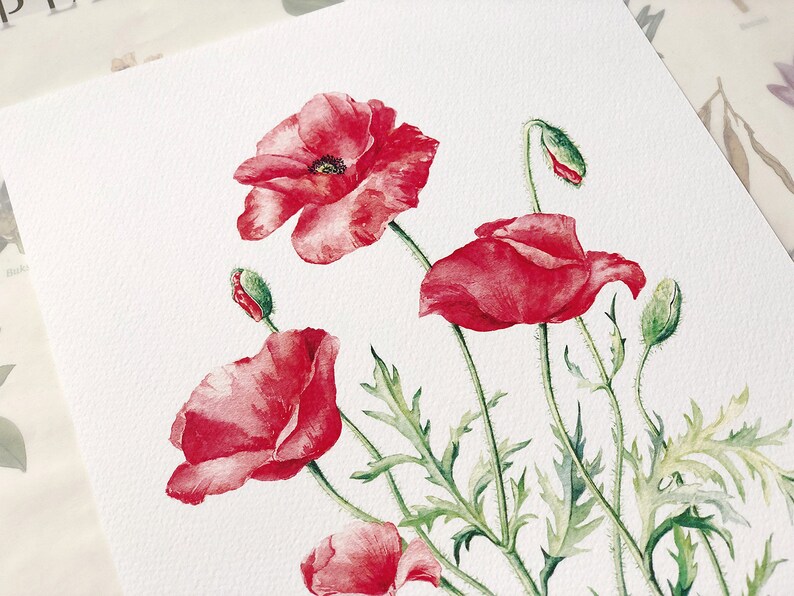 Red Poppies. Botanical Art Print, Flower Painting, red flower illustration, Watercolour, Fine Art, floral wall decor, gardener gift, decor image 4
