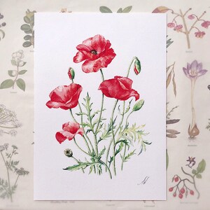 Red Poppies. Botanical Art Print, Flower Painting, red flower illustration, Watercolour, Fine Art, floral wall decor, gardener gift, decor image 8