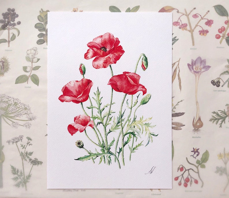 Red Poppies. Botanical Art Print, Flower Painting, red flower illustration, Watercolour, Fine Art, floral wall decor, gardener gift, decor image 8