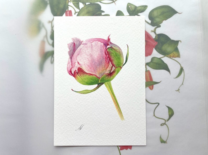 May include: A watercolor painting of a pink peony bud with green leaves and stem on a white background.