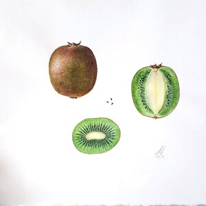 Kiwi fruit illustration Print, Handmade, Watercolour, Fine art print, Fruit illustration, Wall decor, Wall art, giclée, Botanical watercolor