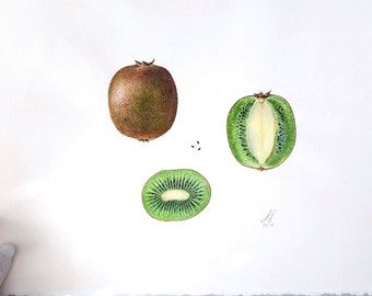 Kiwi fruit illustration Print, Handmade, Watercolour, Fine art print, Fruit illustration, Wall decor, Wall art, giclée, Botanical watercolor