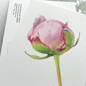 May include: A watercolor painting of a pink peony bud with green leaves and a long stem. The painting is on a white background.