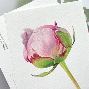 May include: A watercolor painting of a pink peony bud with green leaves and stem. The bud is closed and has a soft, delicate appearance.