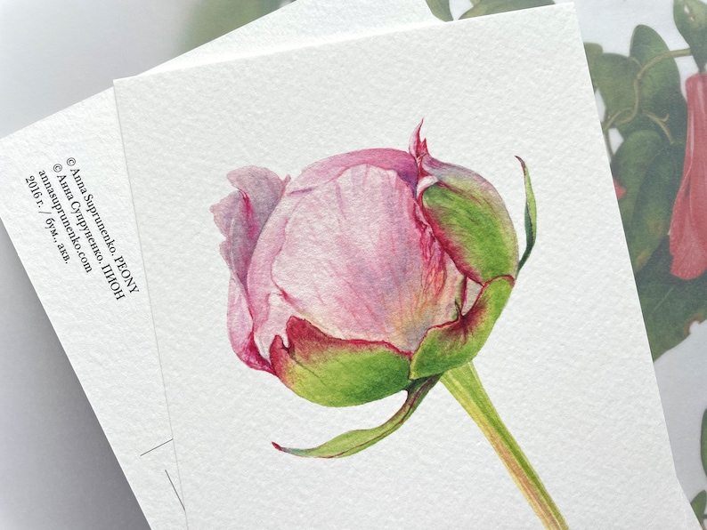 May include: A watercolor painting of a pink peony bud with green leaves and stem. The bud is closed and has a soft, delicate appearance.