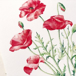 Red Poppies. Botanical Art Print, Flower Painting, red flower illustration, Watercolour, Fine Art, floral wall decor, gardener gift, decor image 3