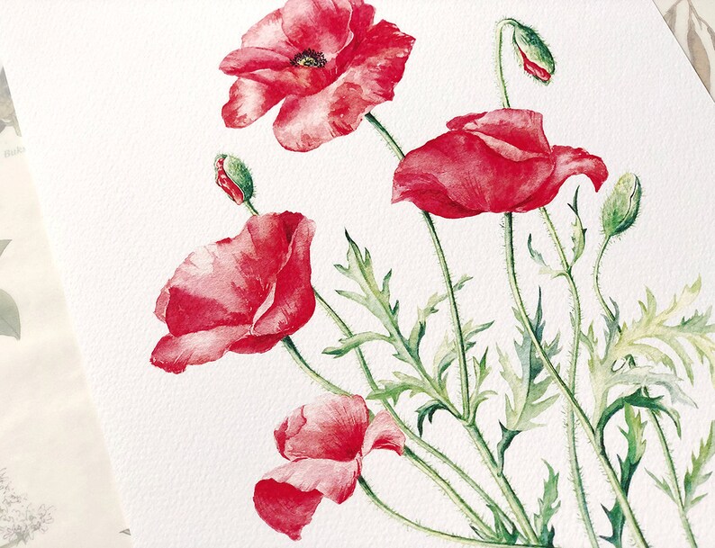 Red Poppies. Botanical Art Print, Flower Painting, red flower illustration, Watercolour, Fine Art, floral wall decor, gardener gift, decor image 3