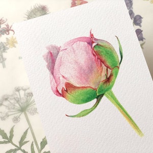 May include: A watercolor painting of a pink peony bud with green leaves and a stem. The bud is closed and has a soft, delicate appearance.