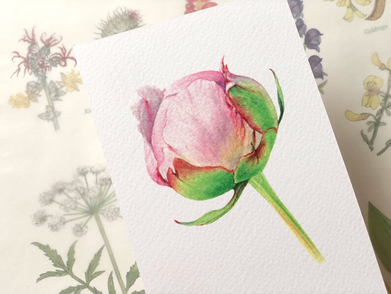 May include: A watercolor painting of a pink peony bud with green leaves and a stem. The bud is closed and has a soft, delicate appearance.